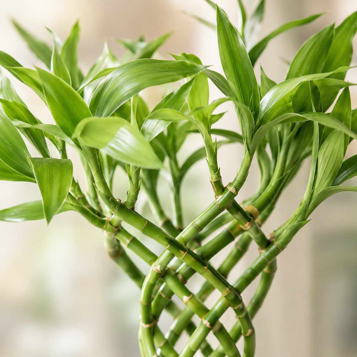 Lucky Bamboo | Indoor Plant