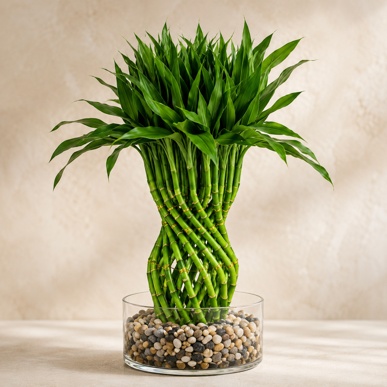 Lucky Bamboo | Indoor Plant