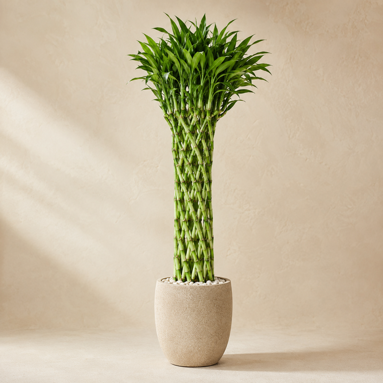 Lucky Bamboo | Indoor Plant