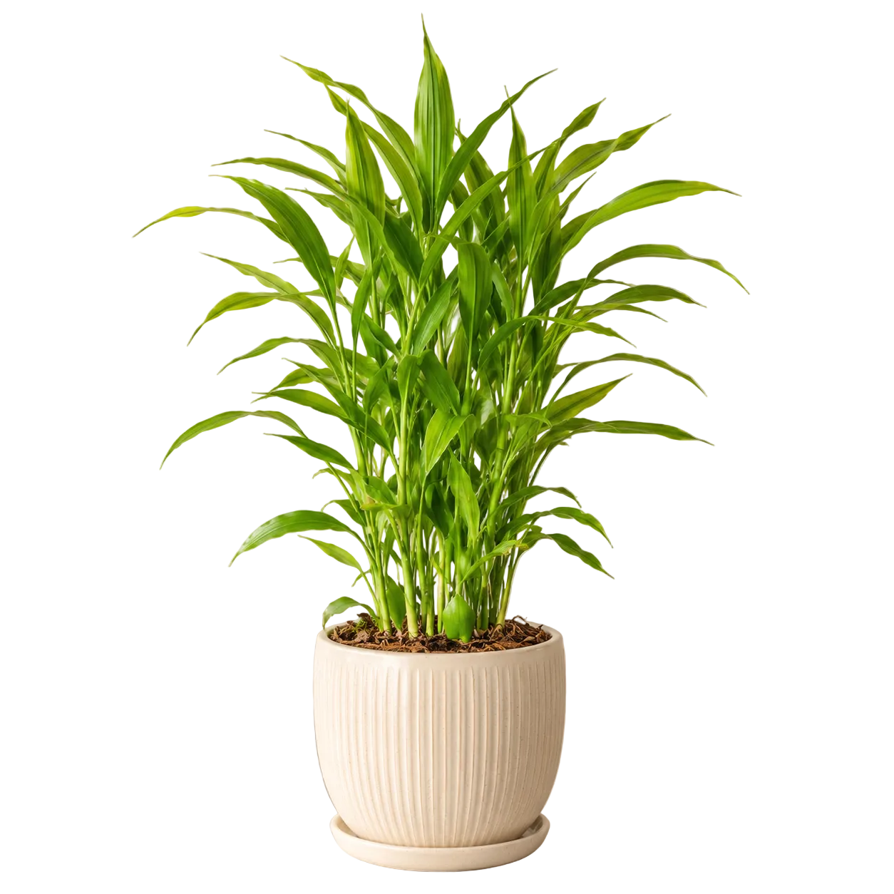 Dracaena Sanderiana 富贵观音竹 | Gardening Plant