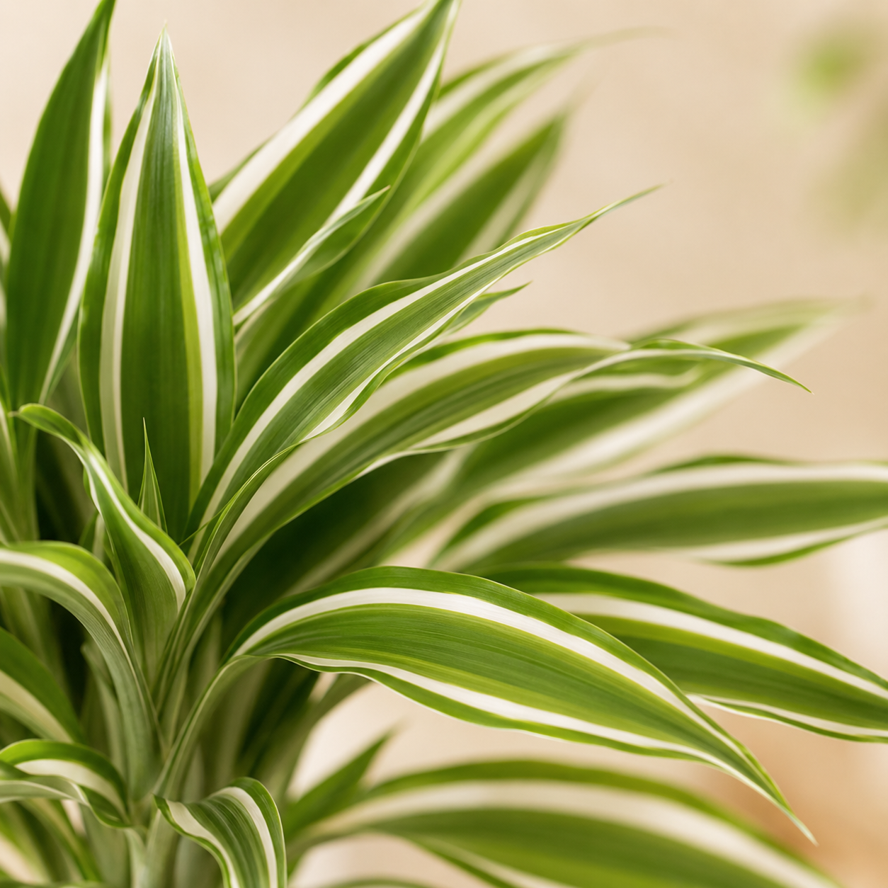 Dracaena Sanderiana 富贵观音竹 | Gardening Plant