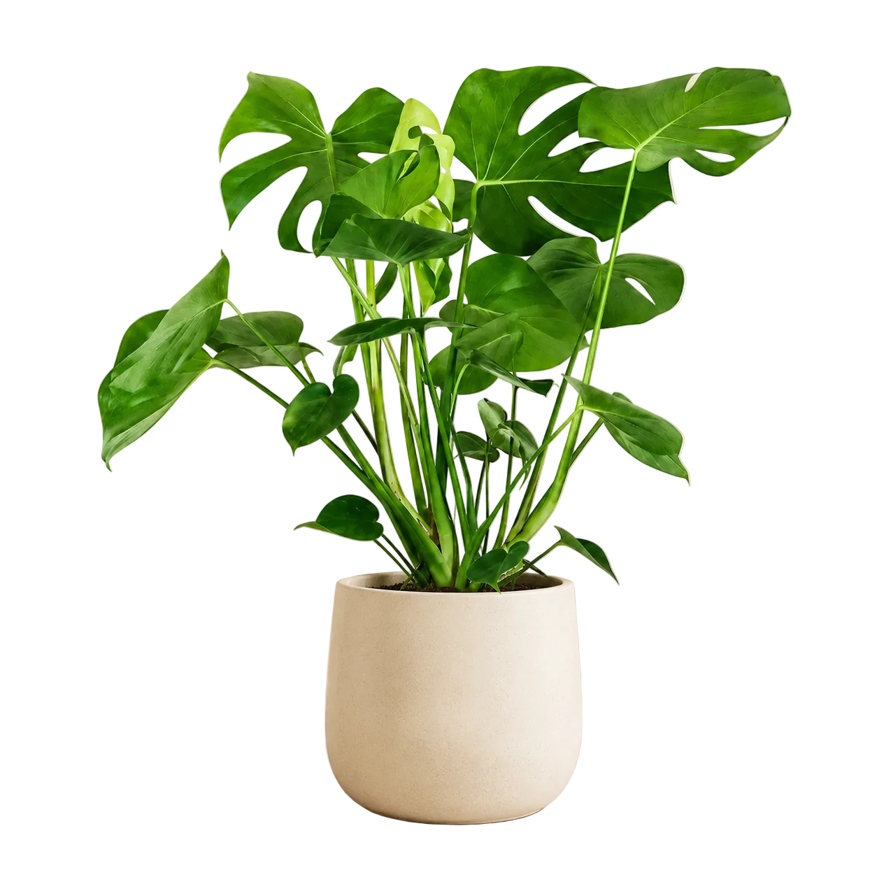 Monstera Deliciosa | Plant