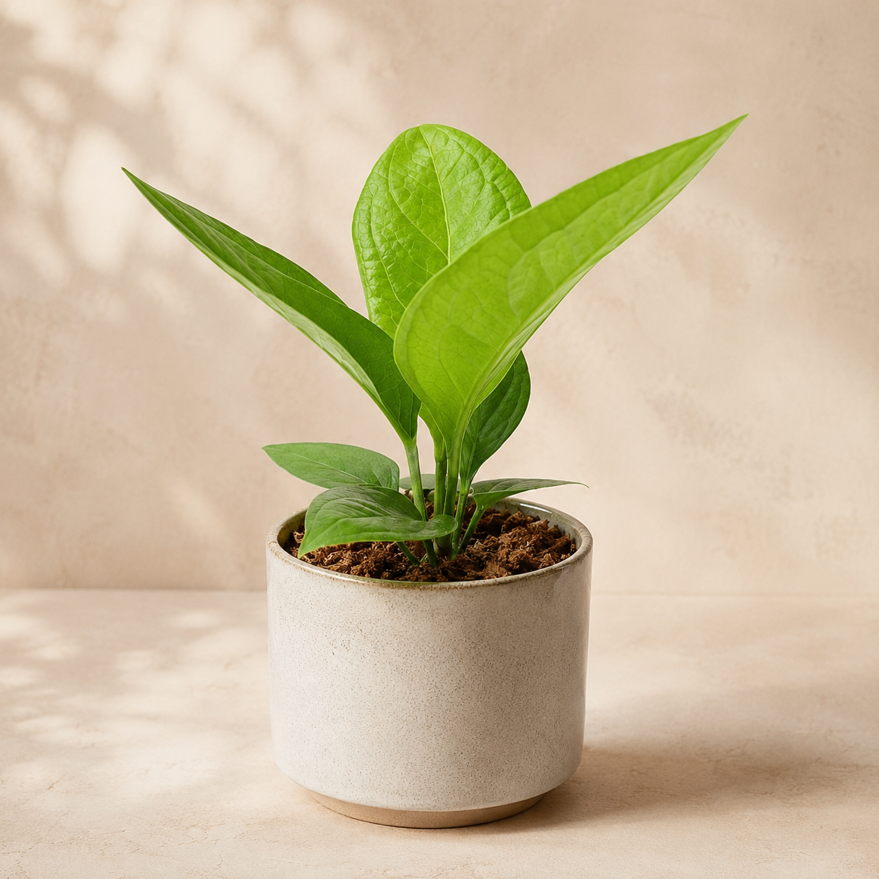 Anthurium Jenmanii | Indoor Plant