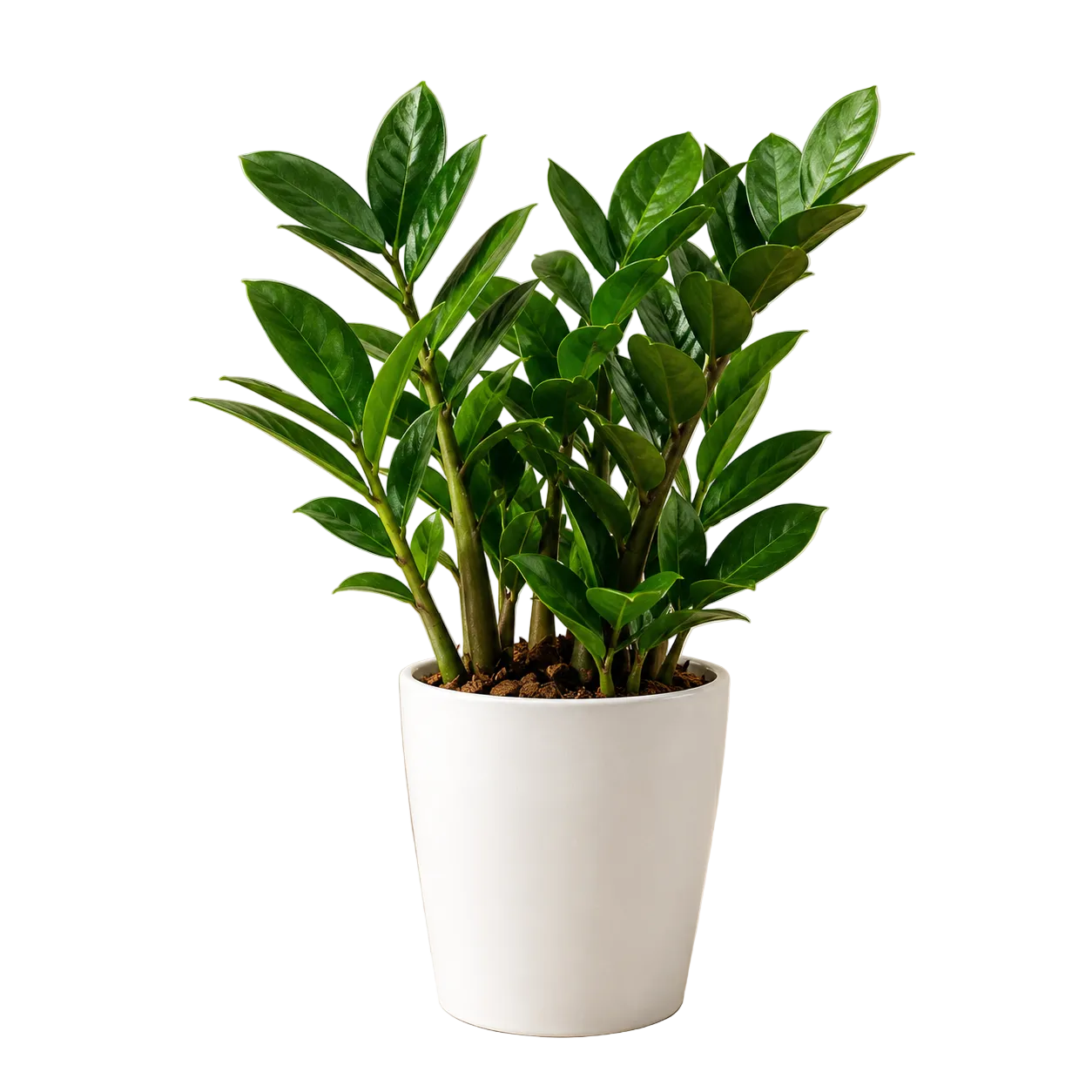 Zamioculcas Zamiifolia (ZZ Plant) | Gardening Plant