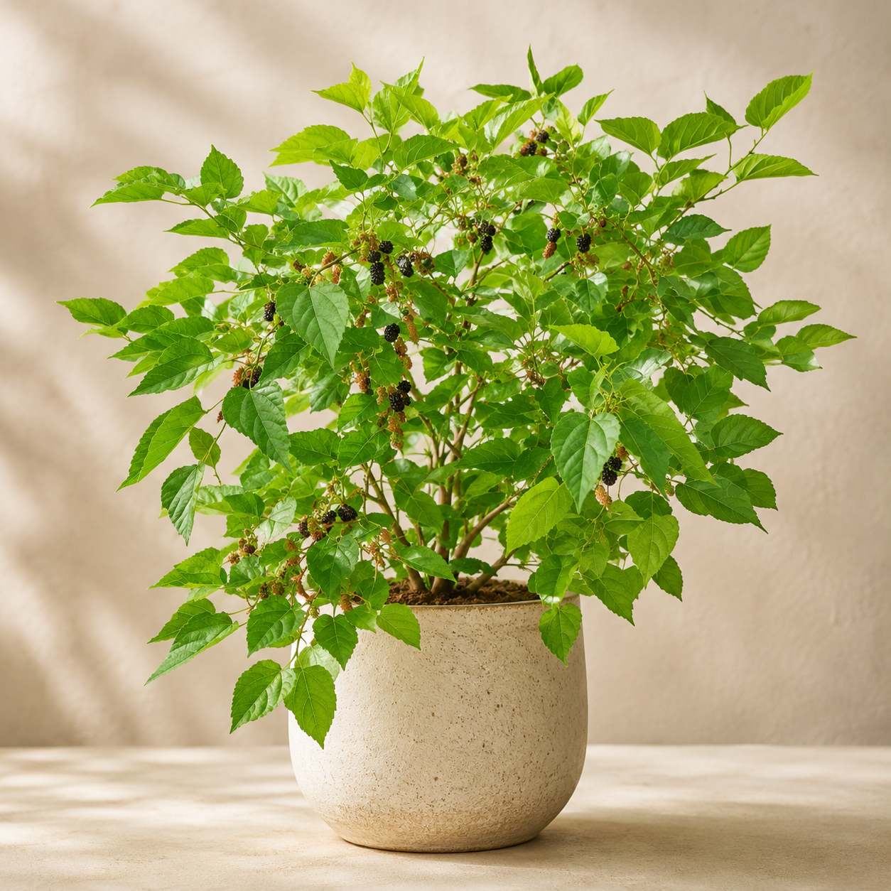 White Mulberry Alba | Office Plant