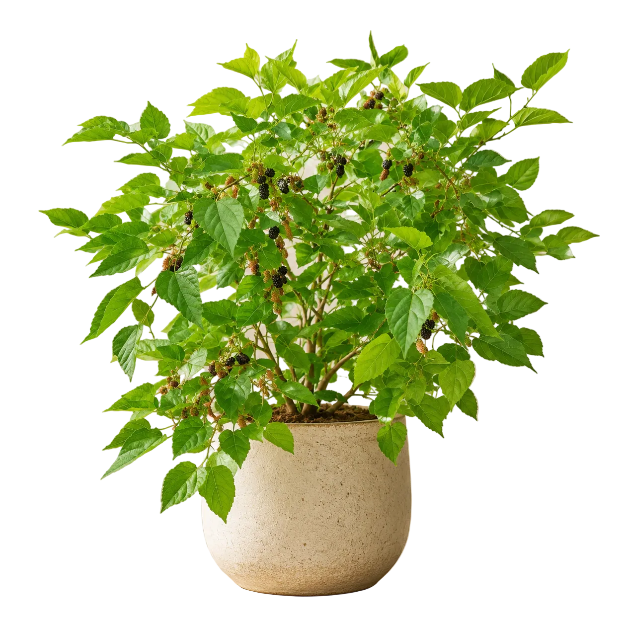 White Mulberry Alba | Office Plant