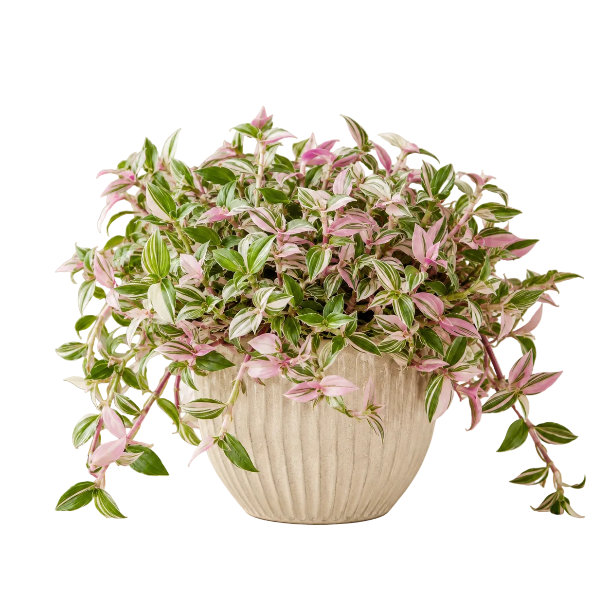 Tradescantia Fluminensis 'Tricolor' | Office Plant