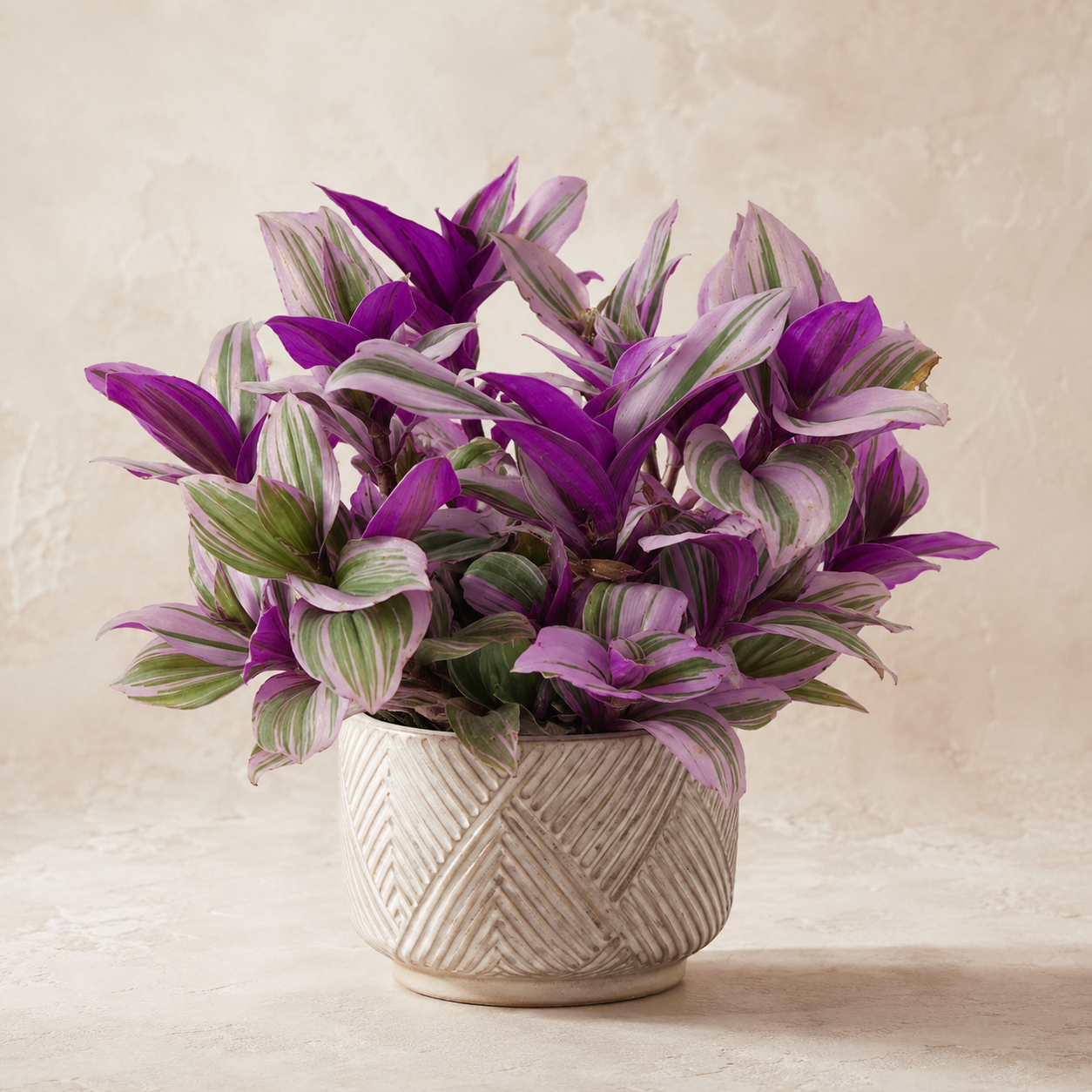 Tradescantia Fluminensis 'Tricolor' | Office Plant