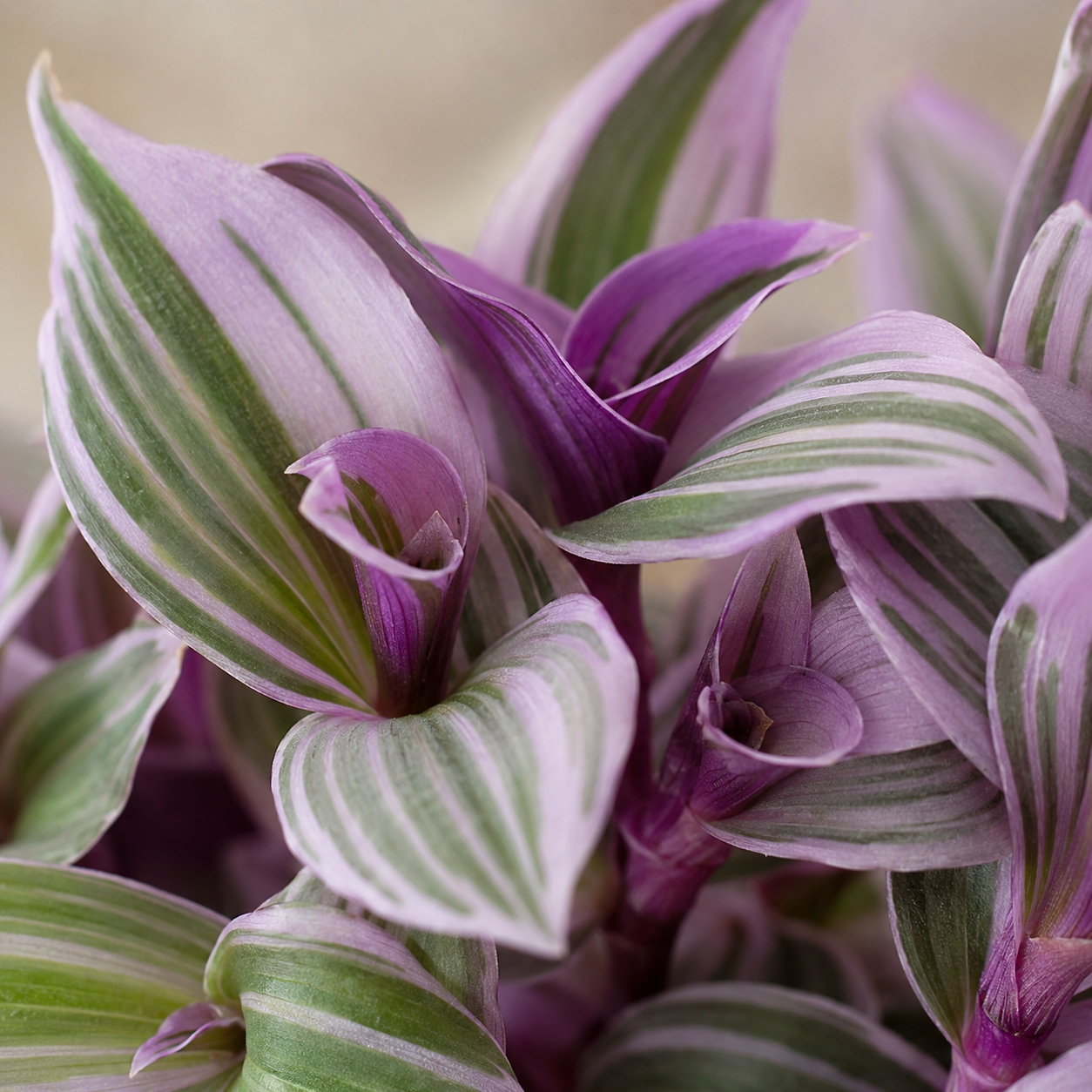 Tradescantia Fluminensis 'Tricolor' | Office Plant