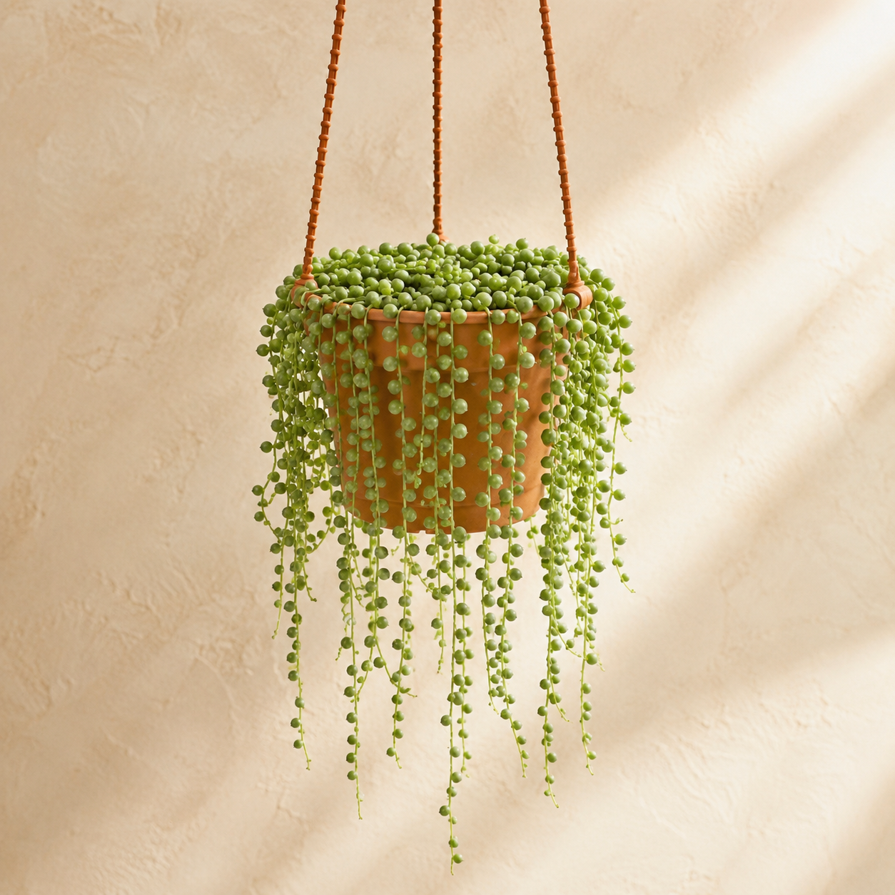 String of Pearls 多肉盆栽 (Hanging Succulent) | Plant