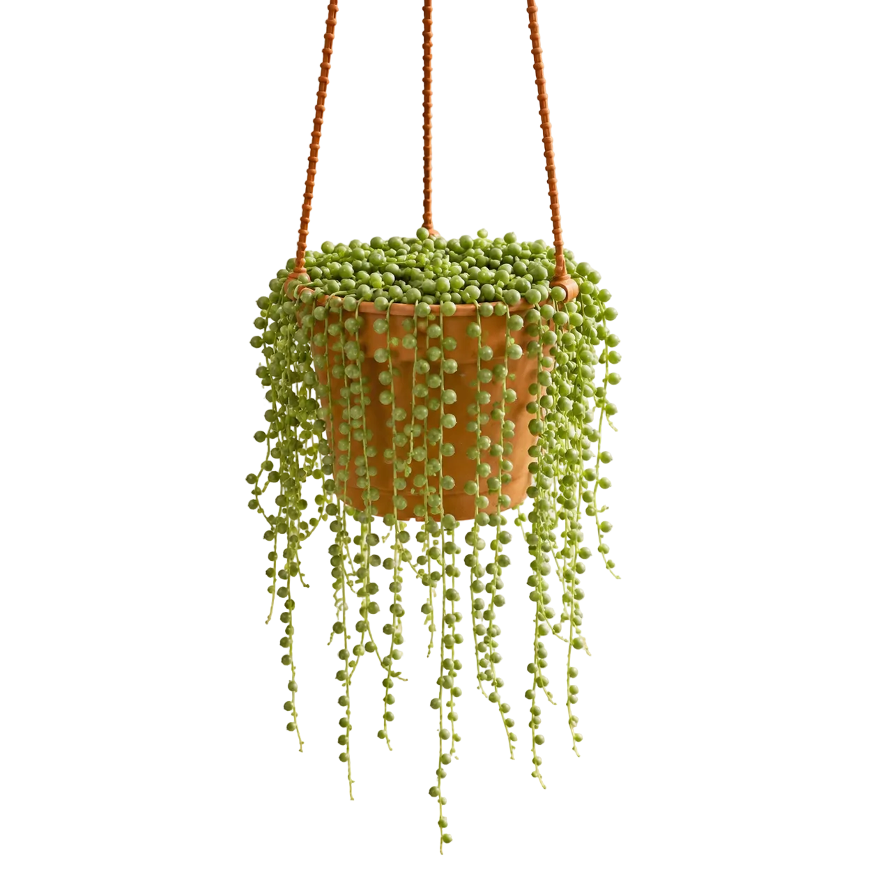 String of Pearls 多肉盆栽 (Hanging Succulent) | Plant