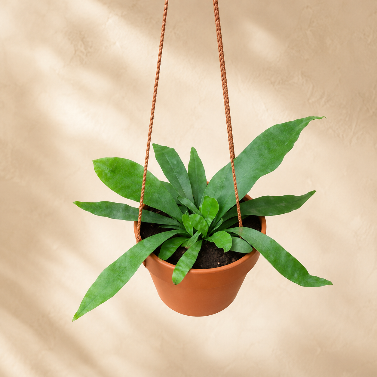 Staghorn Plant | Office Plant