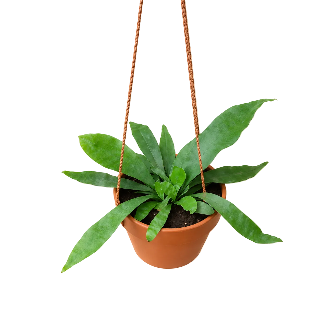 Staghorn Plant | Office Plant