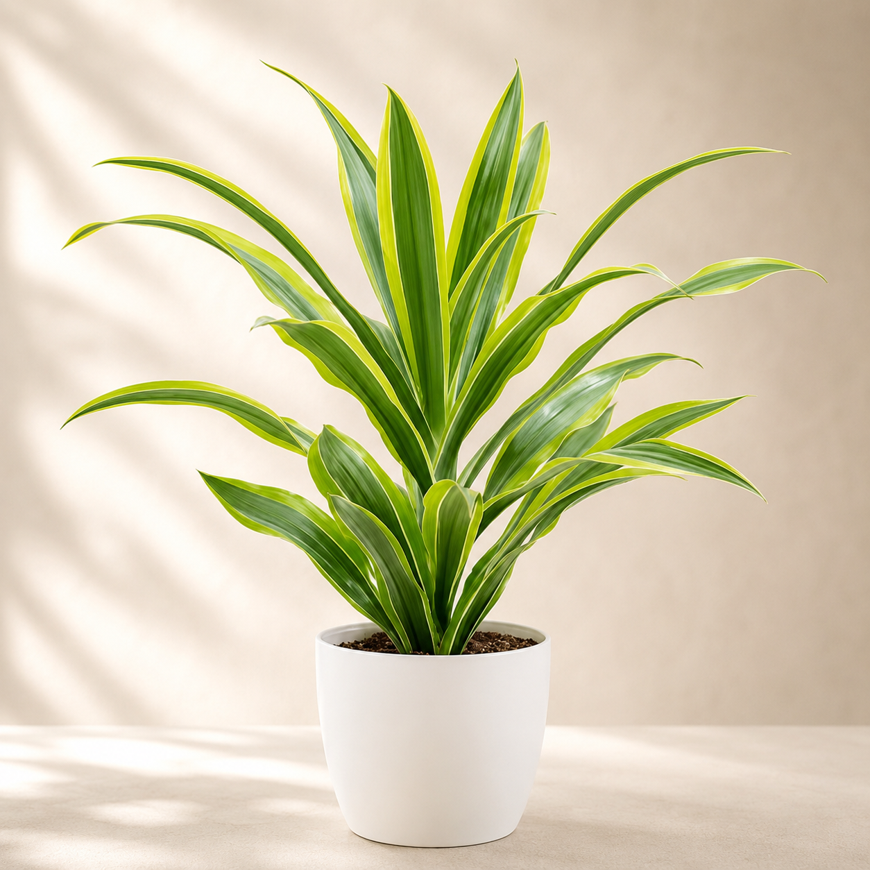Dracaena Lindenii | Home Plant