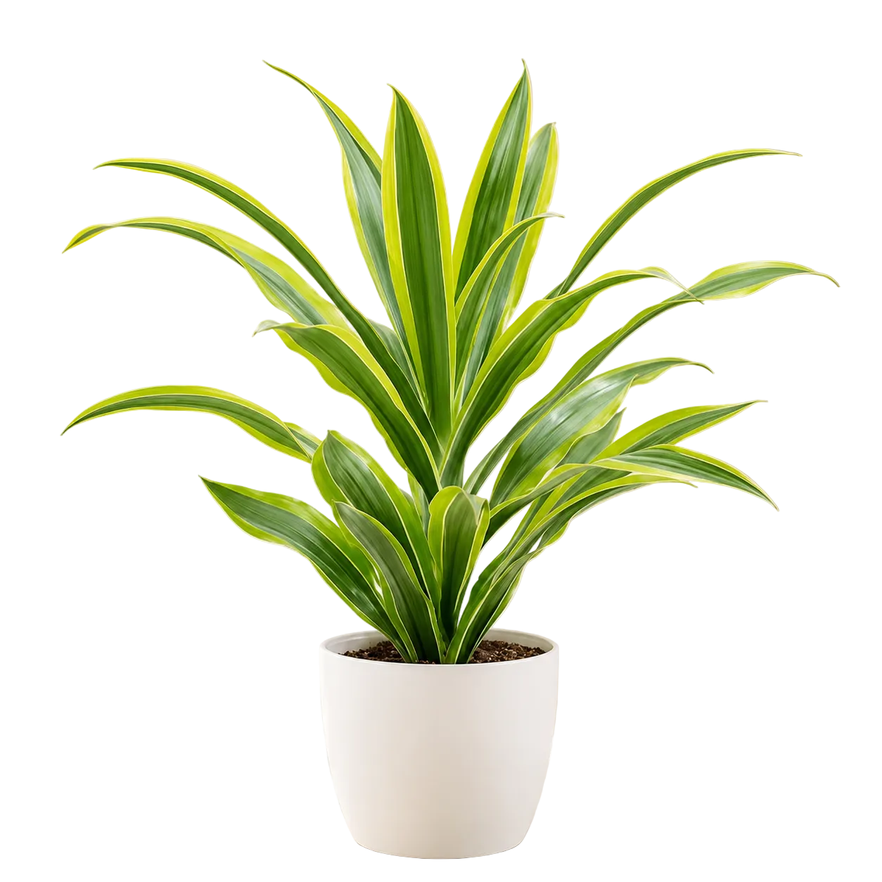 Dracaena Lindenii | Home Plant