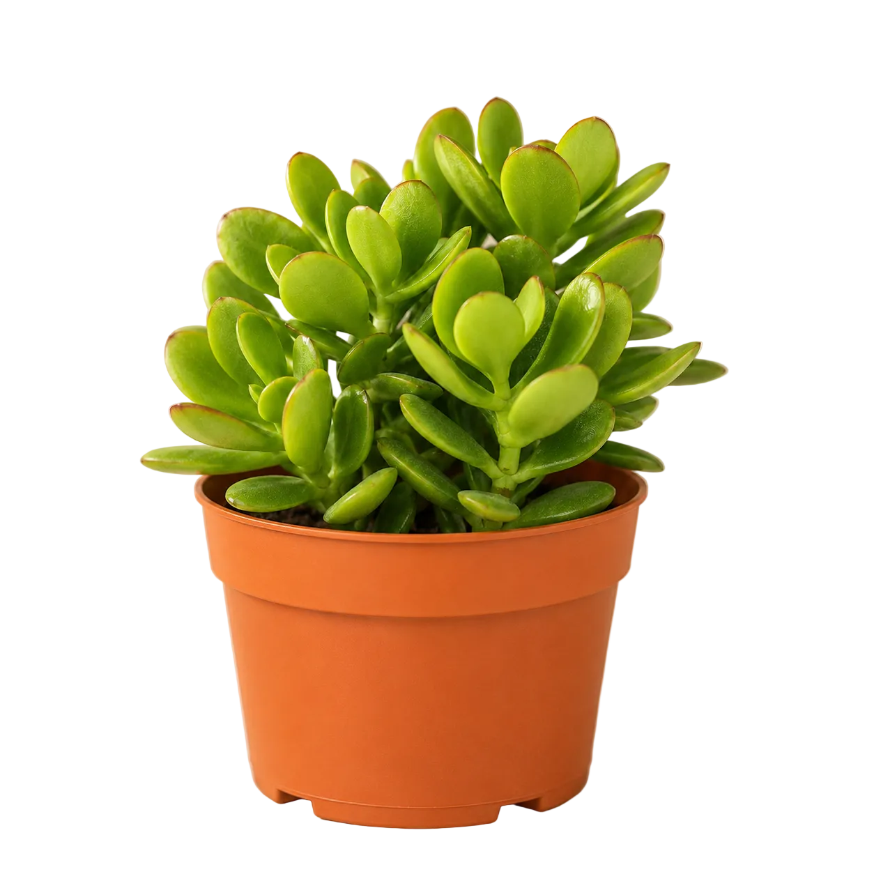 Dwarf Jade Plant Succulent | Home Plant