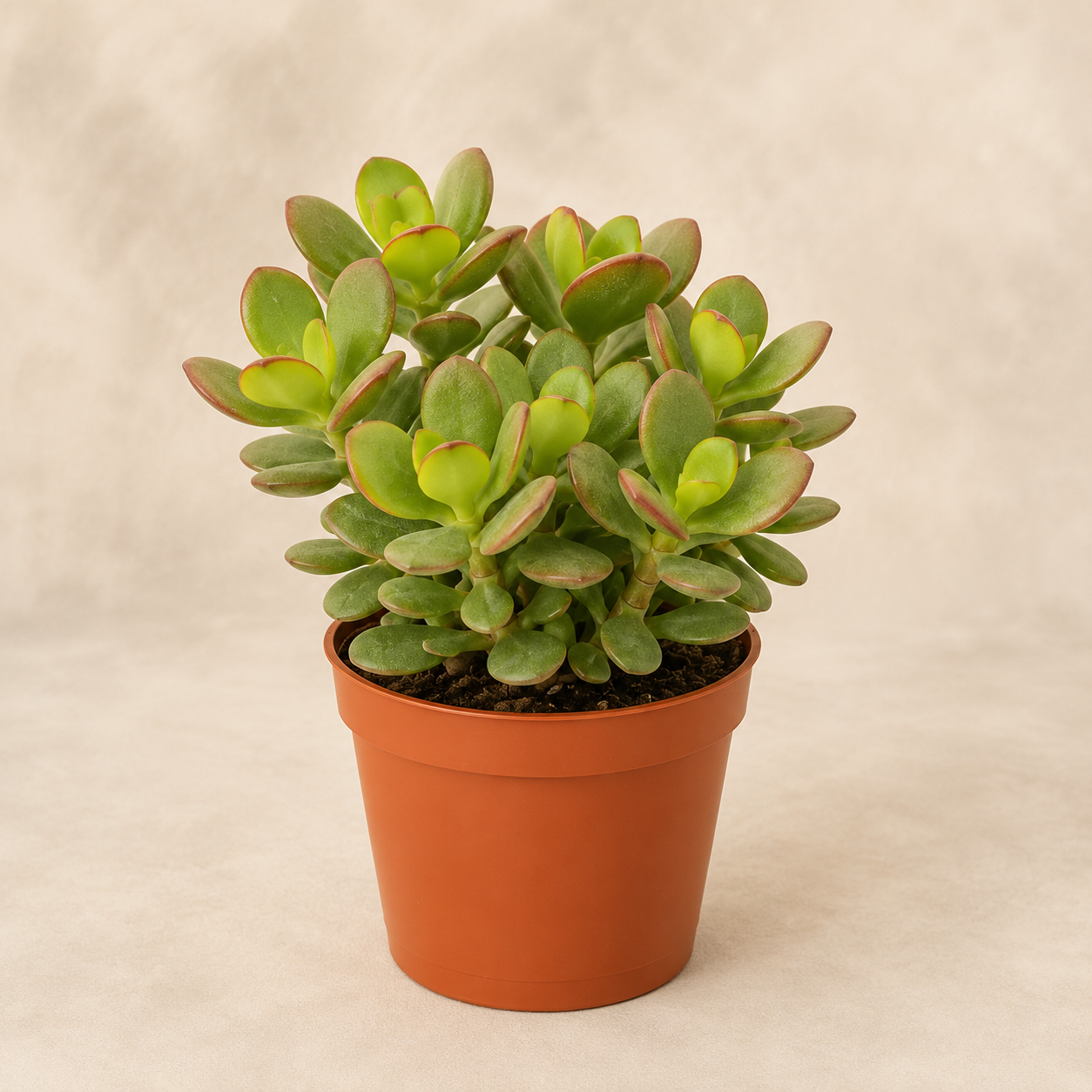Dwarf Jade Plant Succulent | Home Plant