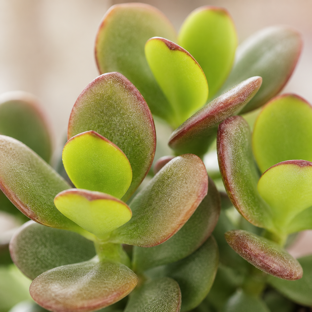 Dwarf Jade Plant Succulent | Home Plant