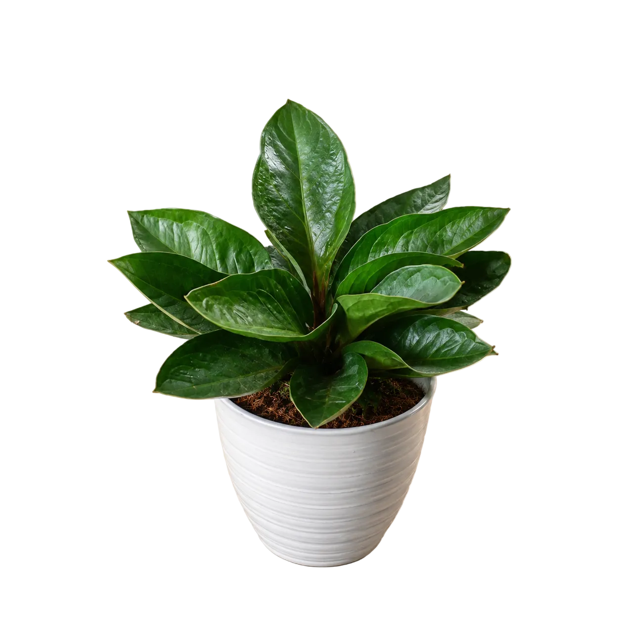 Anthurium Jenmanii | Indoor Plant