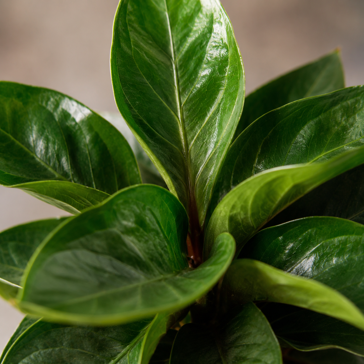 Anthurium Jenmanii | Indoor Plant