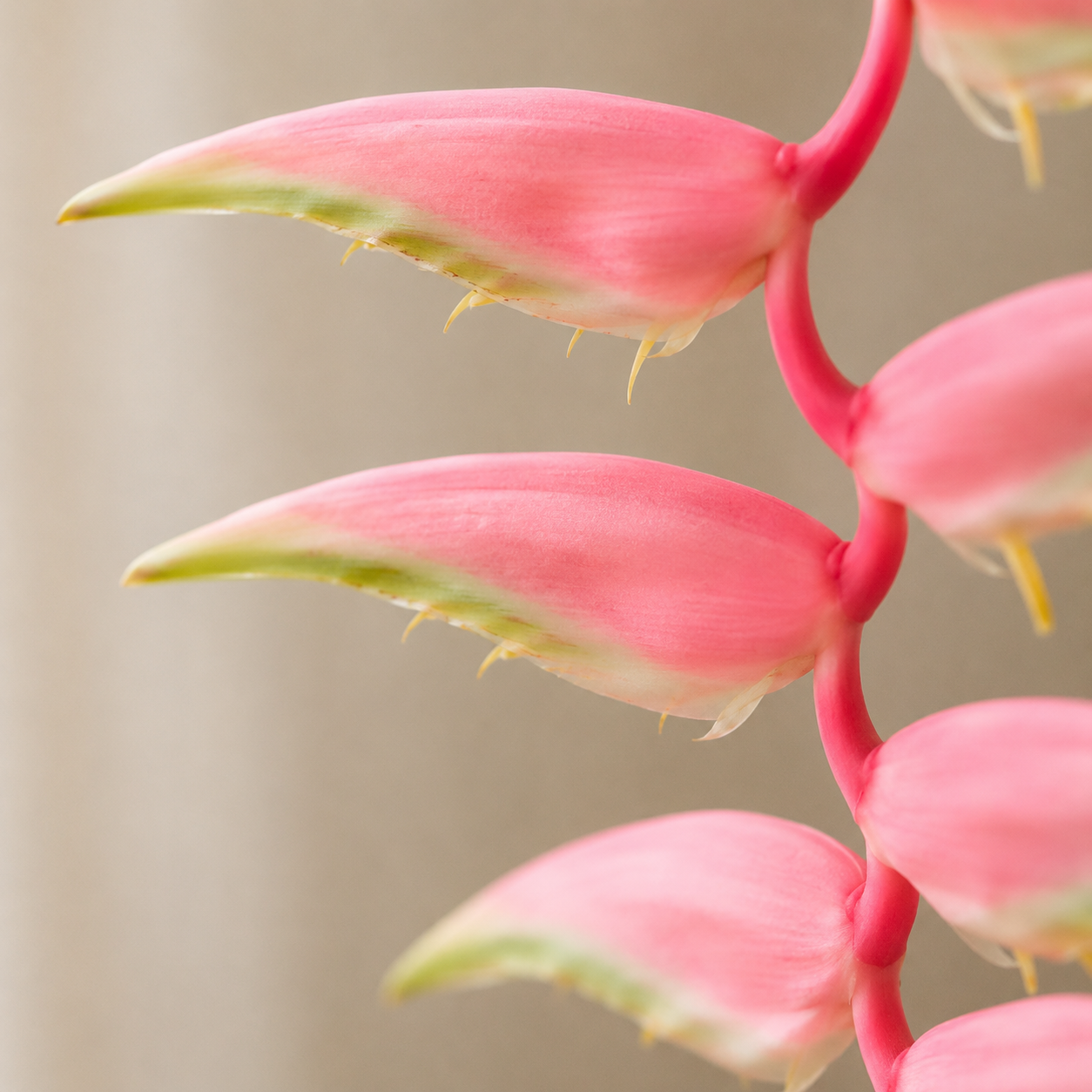 Heliconia | Wholesale Fresh Flowers