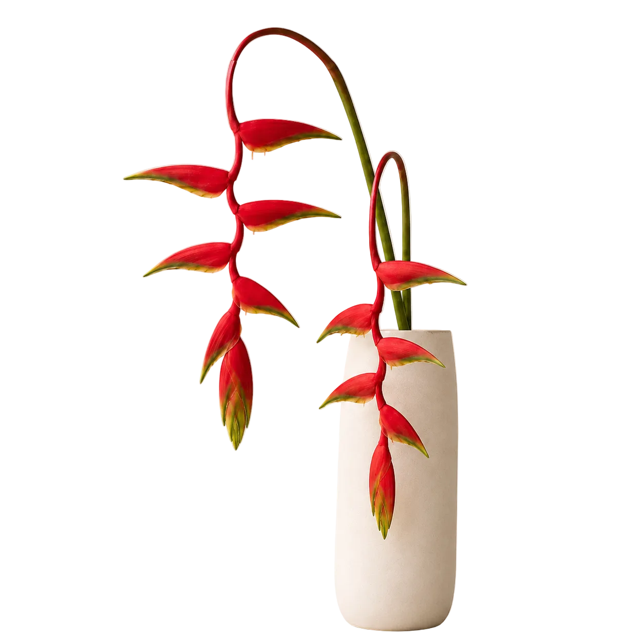 Heliconia | Wholesale Fresh Flowers