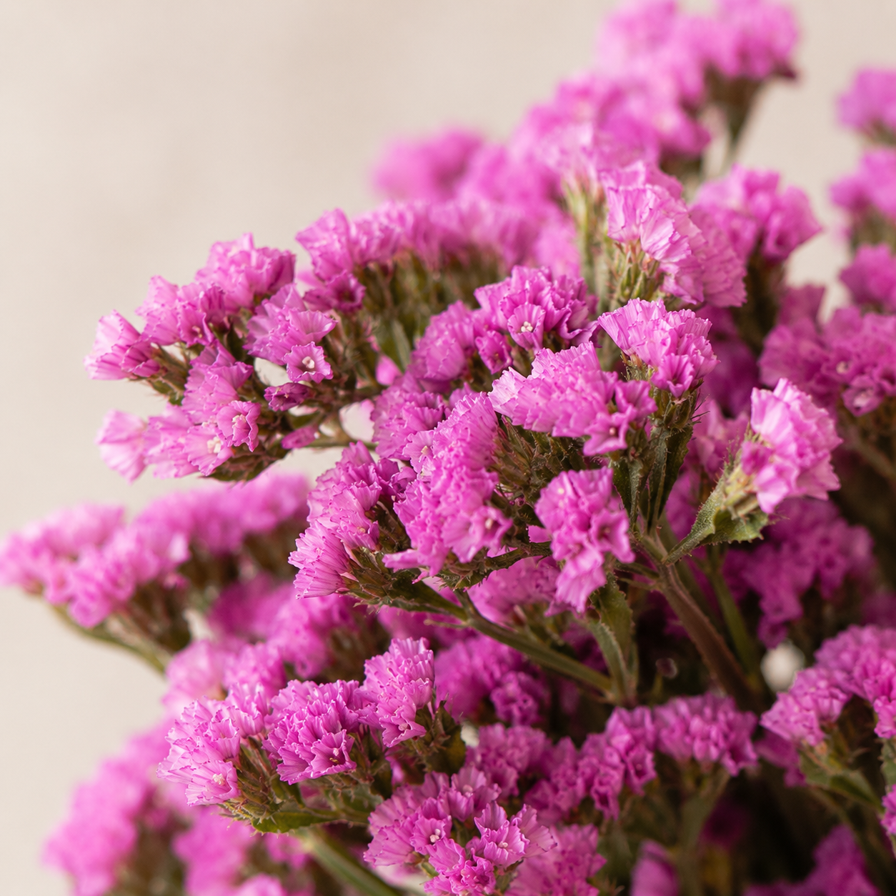Statice | Wholesale Flowers