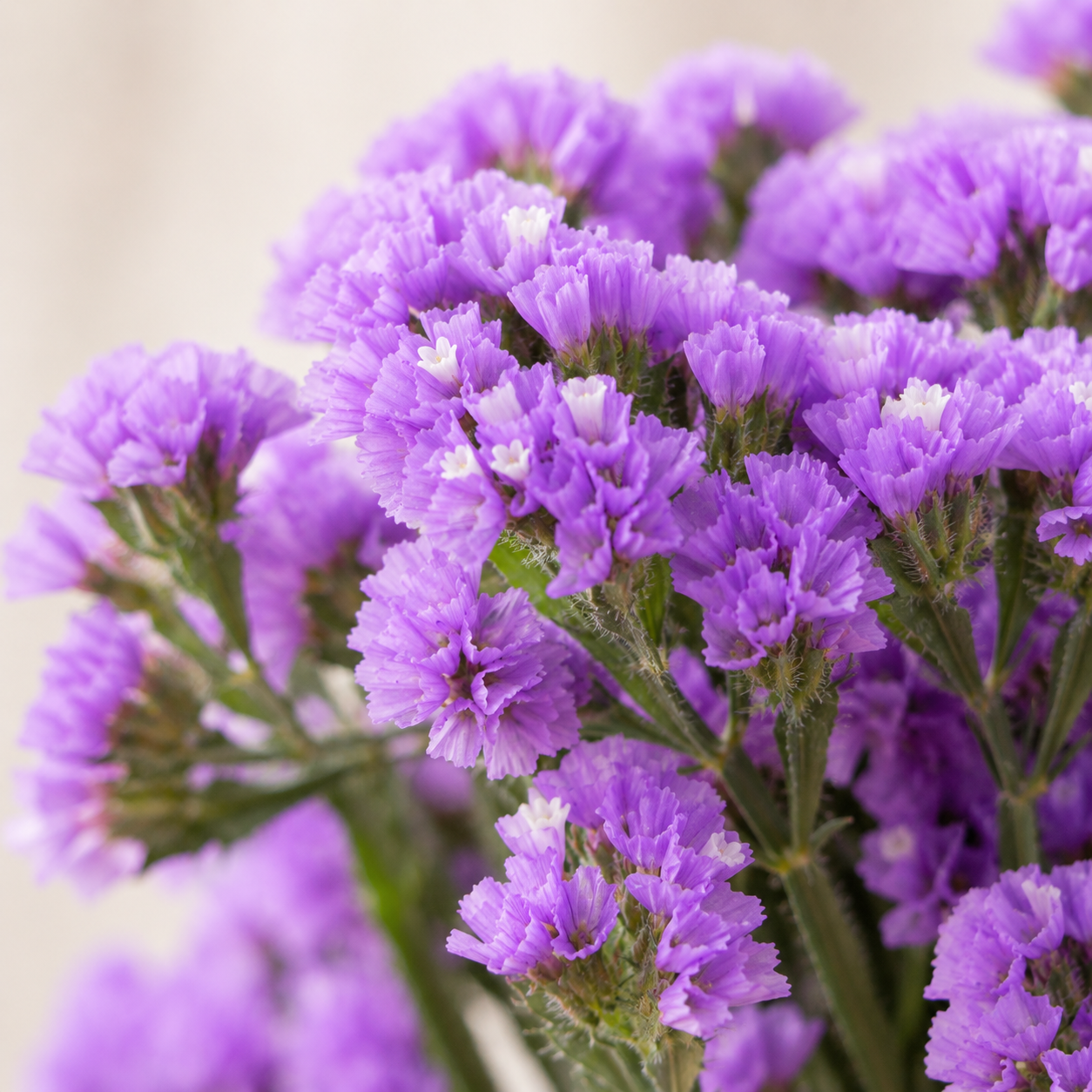 Statice | Wholesale Flowers