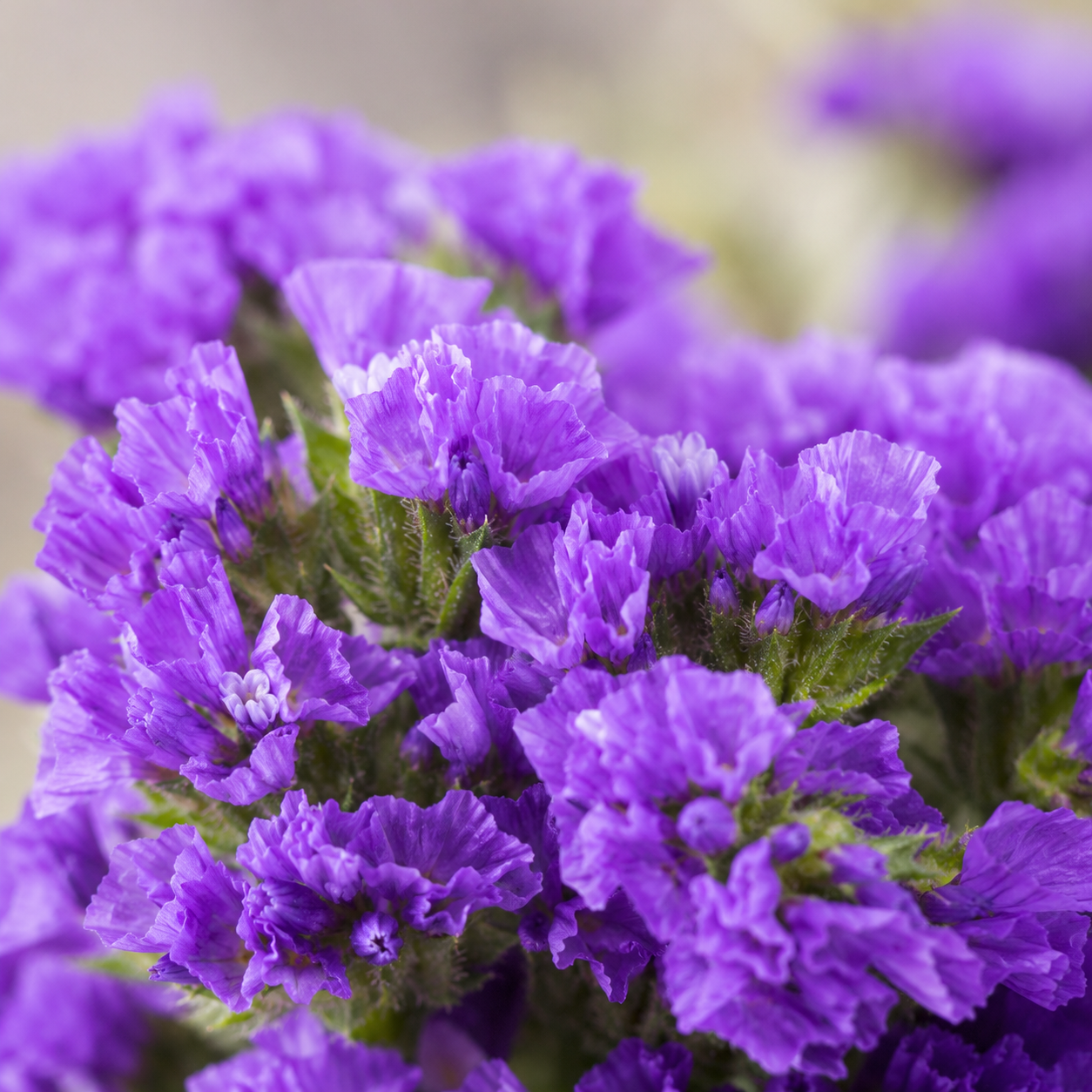 Statice | Wholesale Flowers