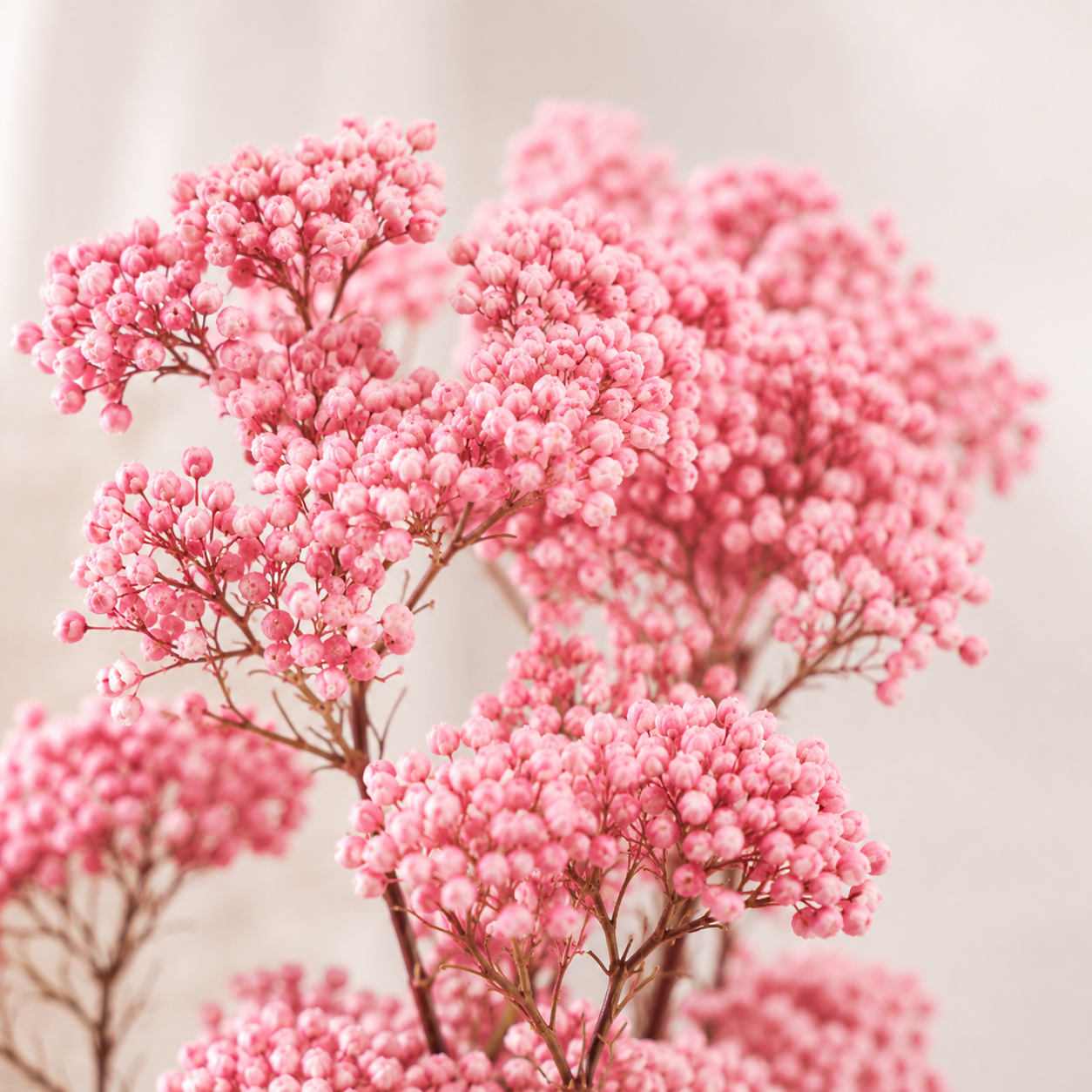 Riceflower | Wholesale Fresh Flowers