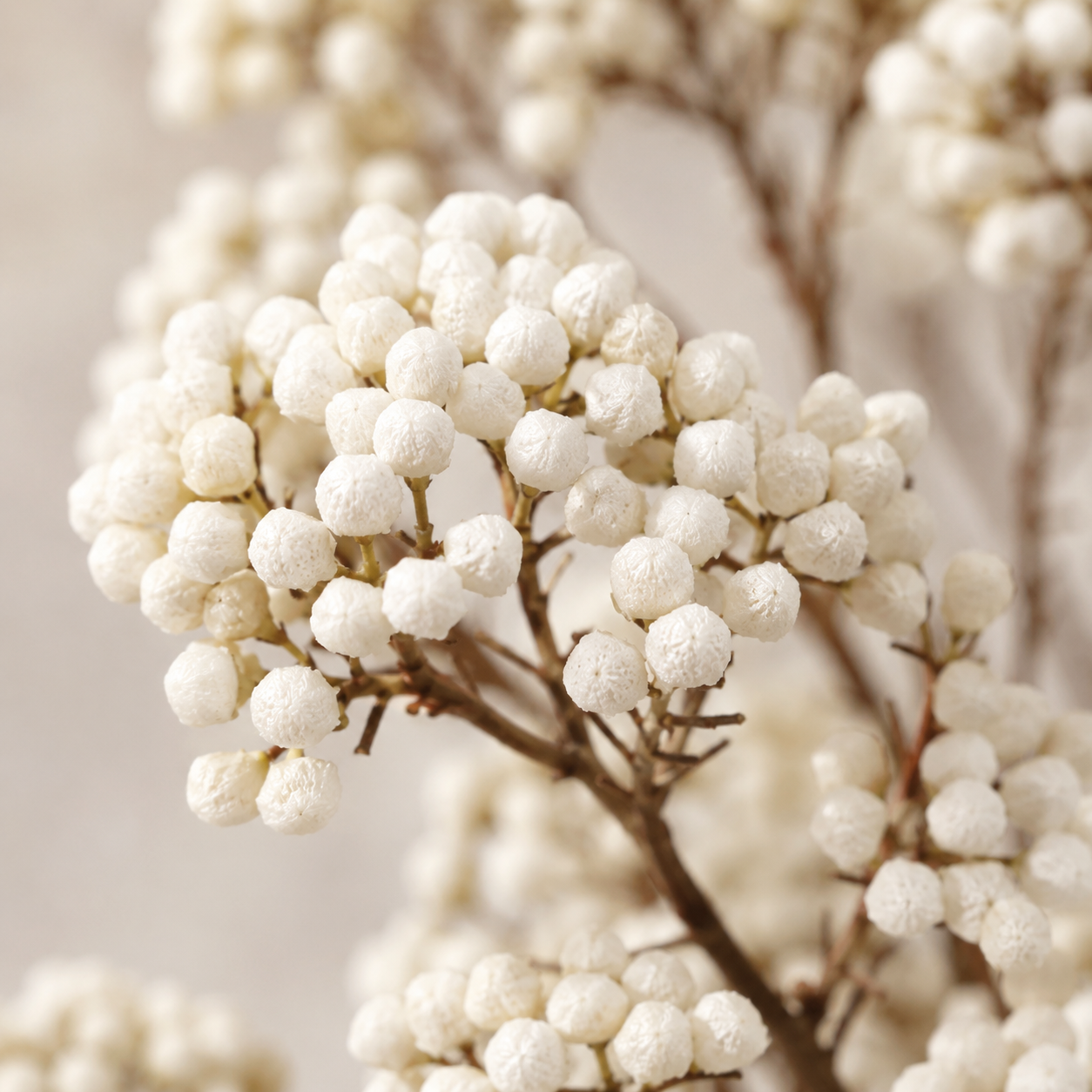 Riceflower | Wholesale Fresh Flowers