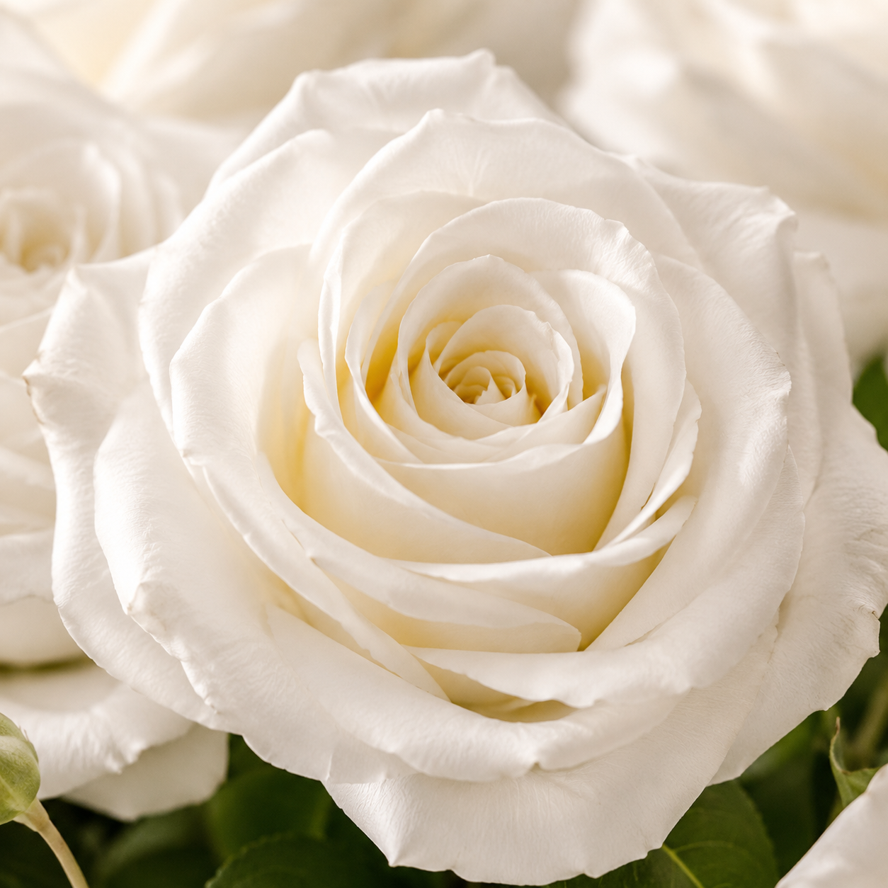 Ohara Roses | Wholesale Flowers