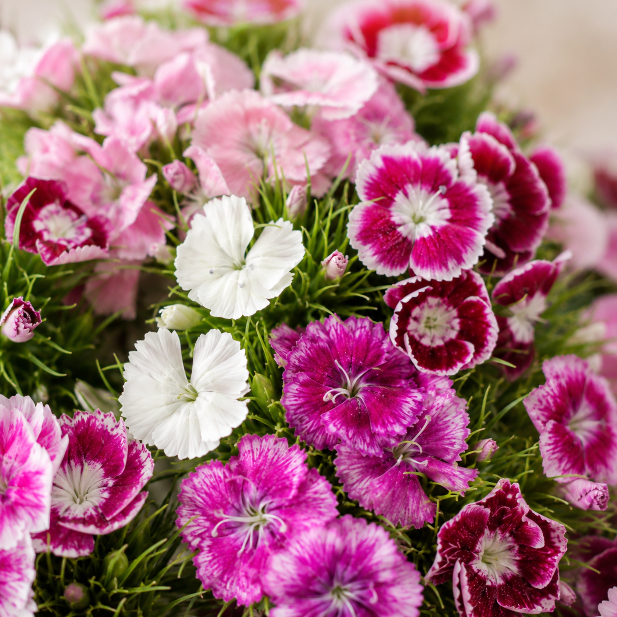 Sweet William | Wholesale Fresh Flowers