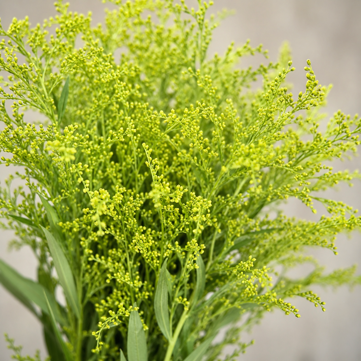 Golden Phoenix | Wholesale Fresh Flowers
