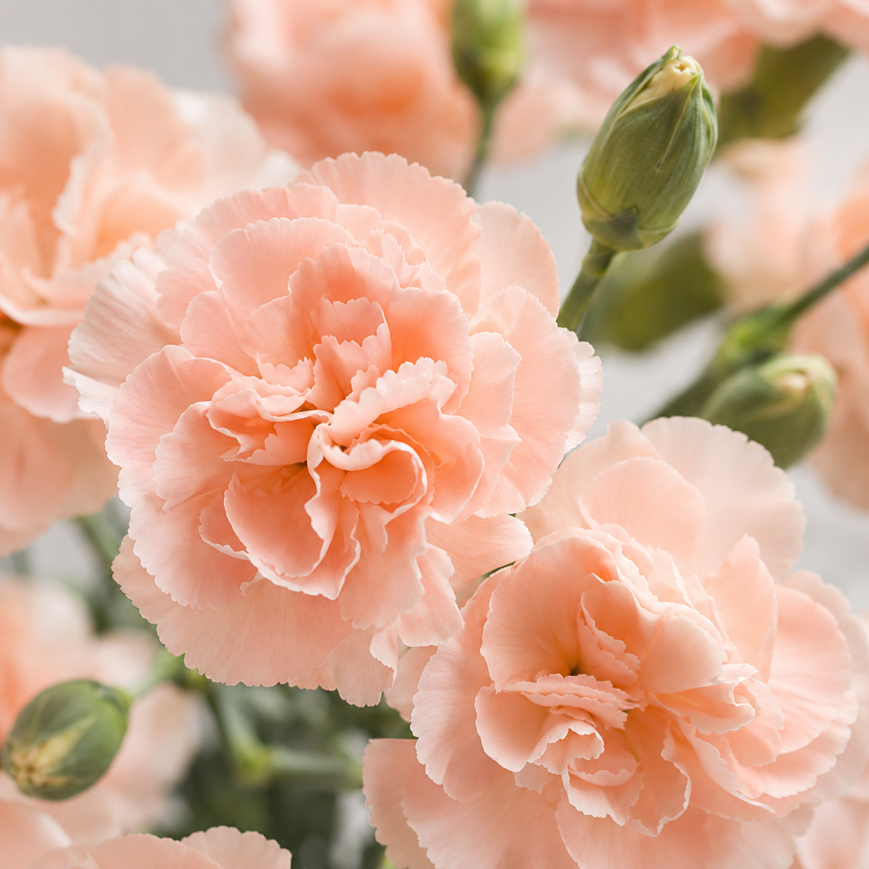 Carnation Spray | Wholesale Flowers