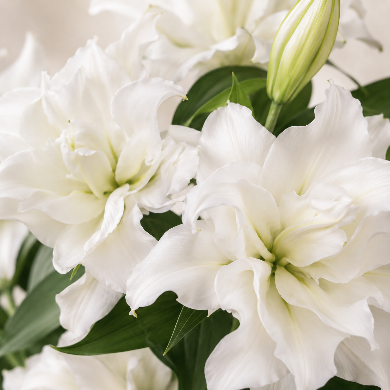 Double Petal Lily | Wholesale Flowers