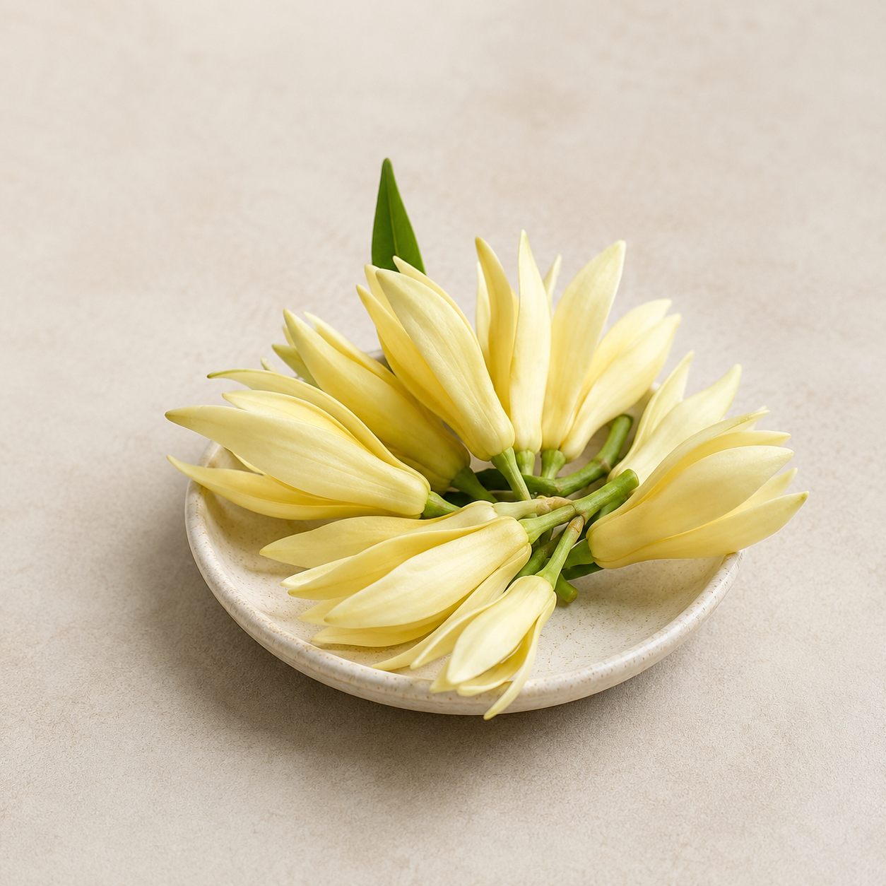 White Champaca | Praying Flowers
