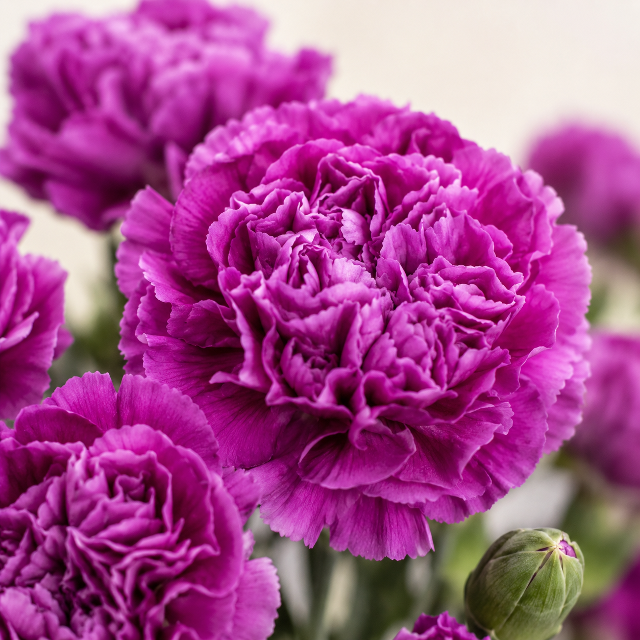 Carnation Purple | Wholesale Flowers
