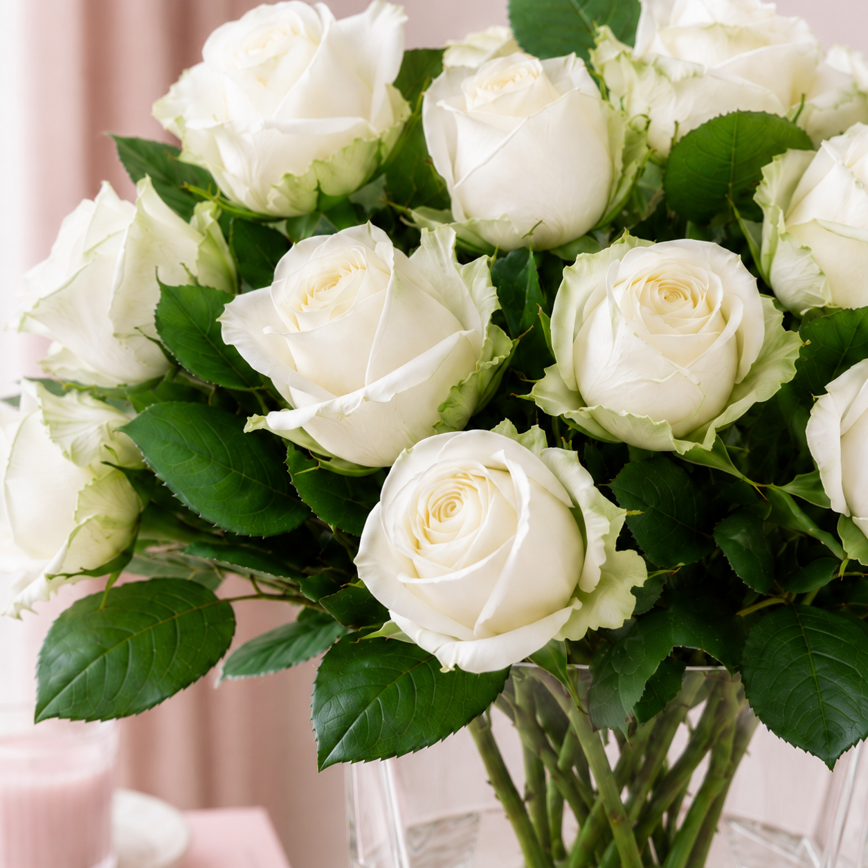 White Tineke Roses