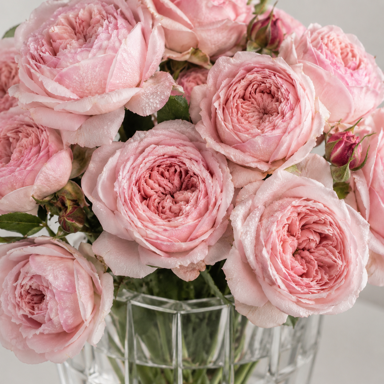 Rose Spray Juliet