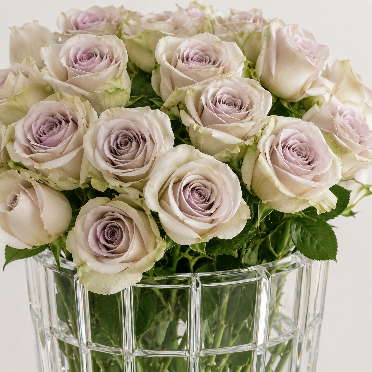 Light Purple Yam Rose