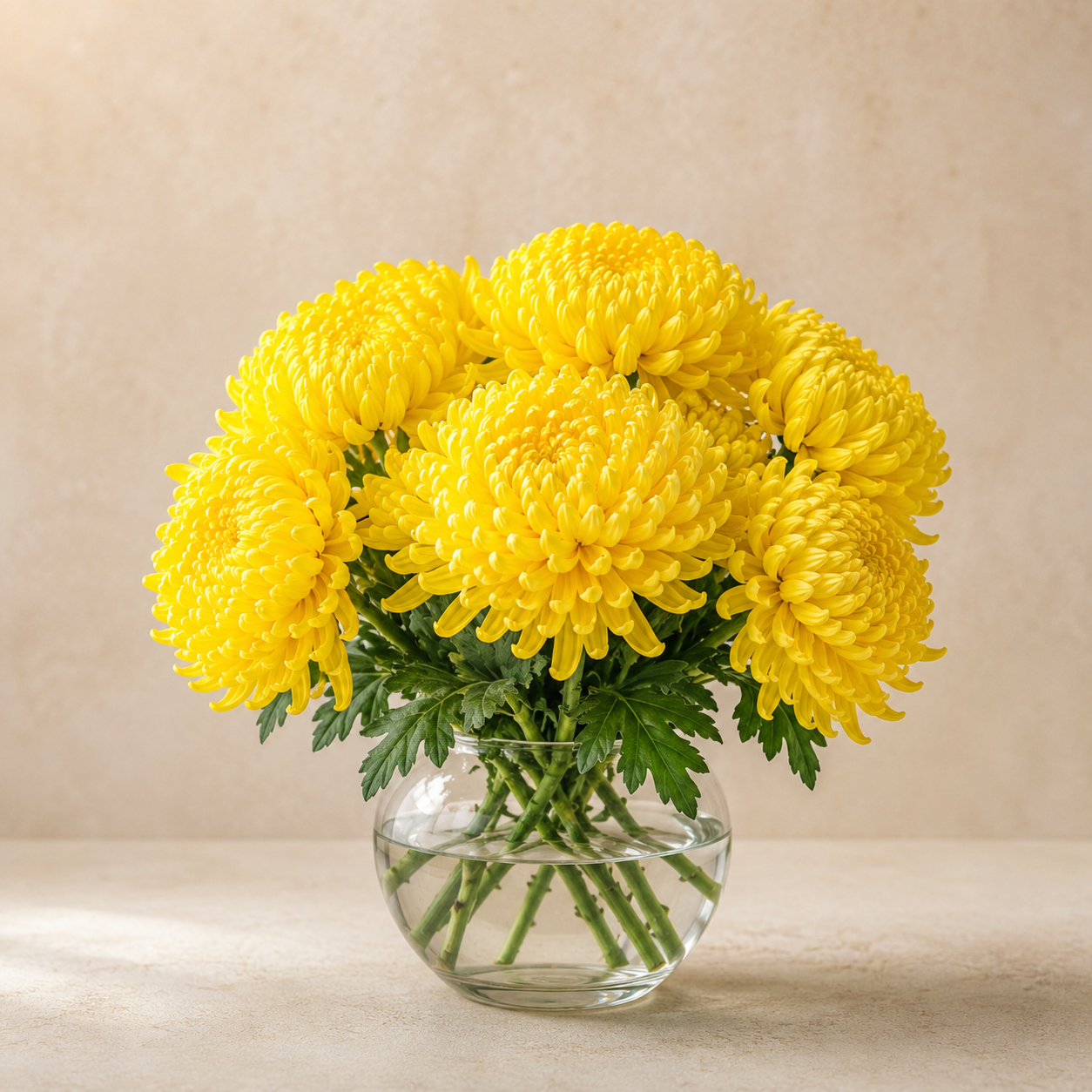 Chrysanthemum Sunlight | Wholesale Flowers
