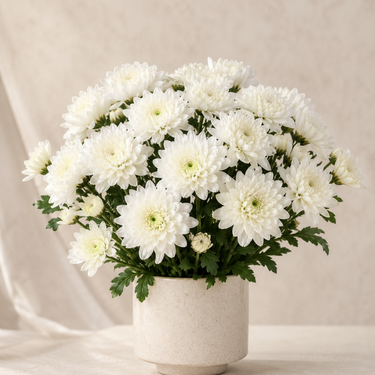 Chrysanthemum Spray | Wholesale Fresh Flowers