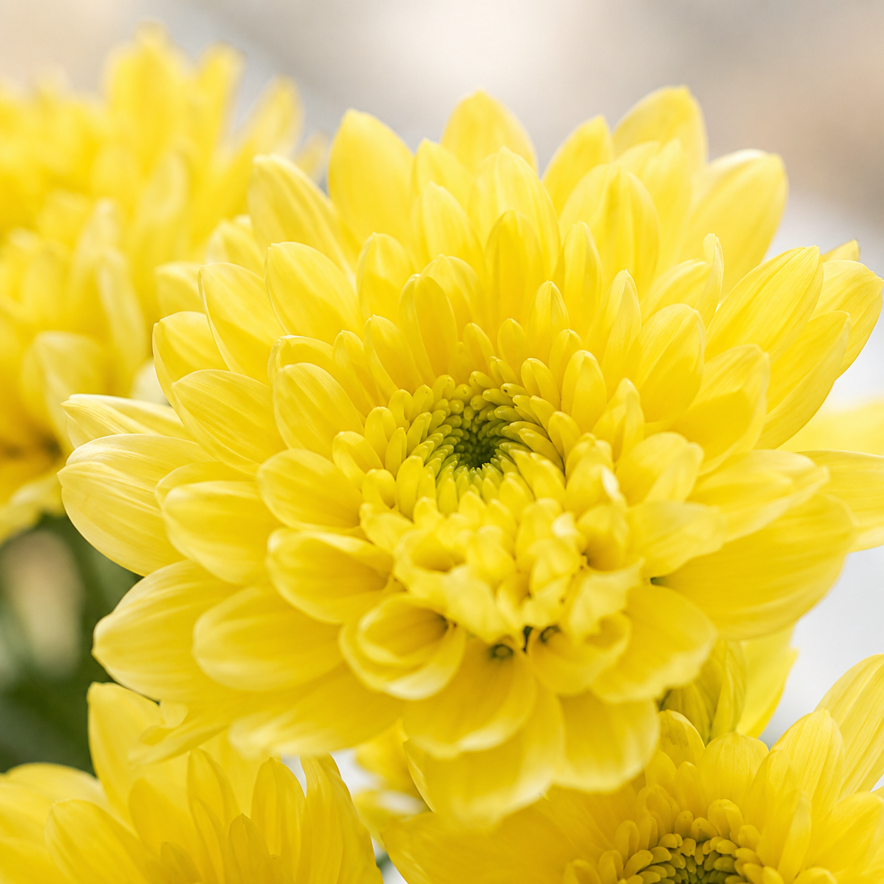 Chrysanthemum Spray | Wholesale Fresh Flowers