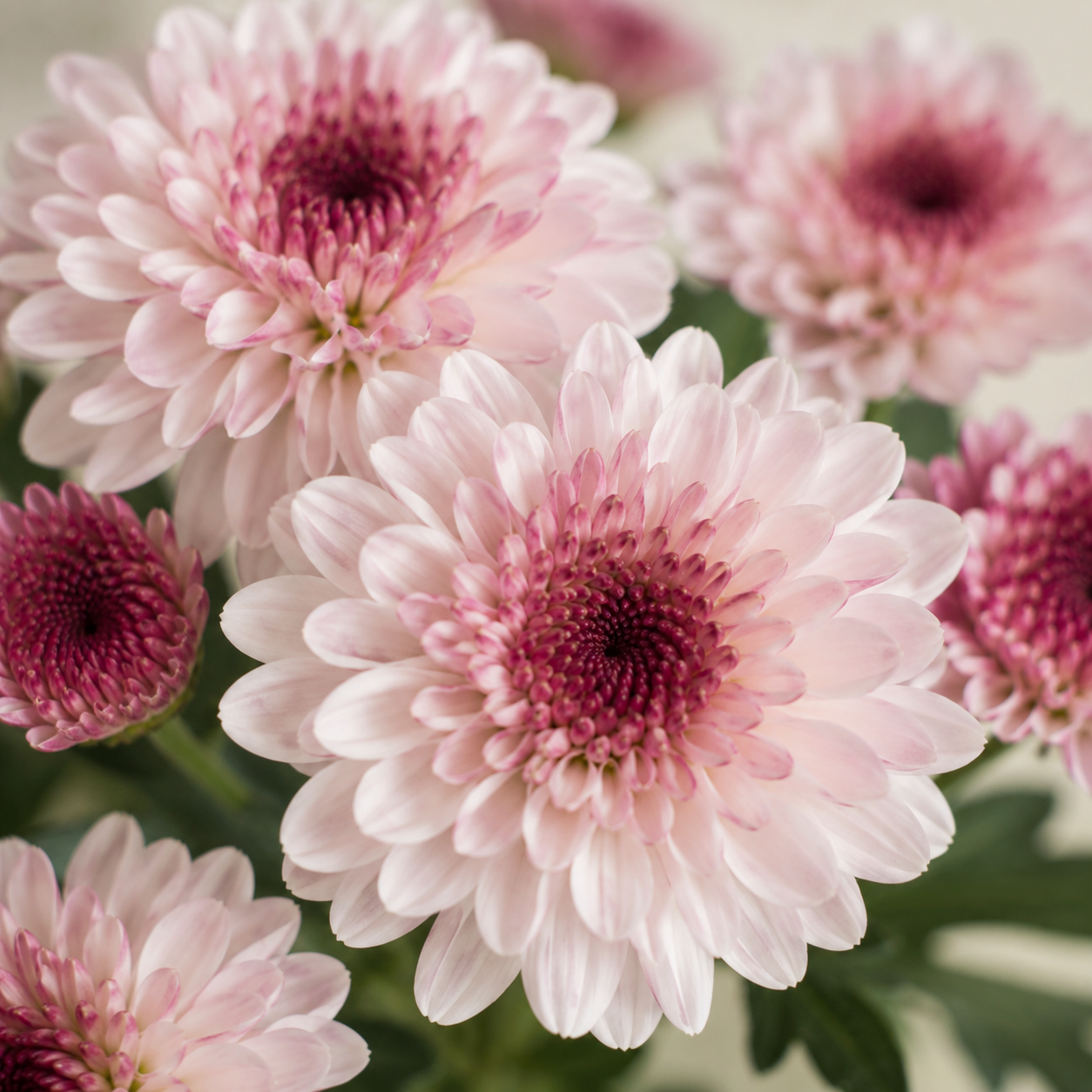 Chrysanthemum Spray | Wholesale Fresh Flowers