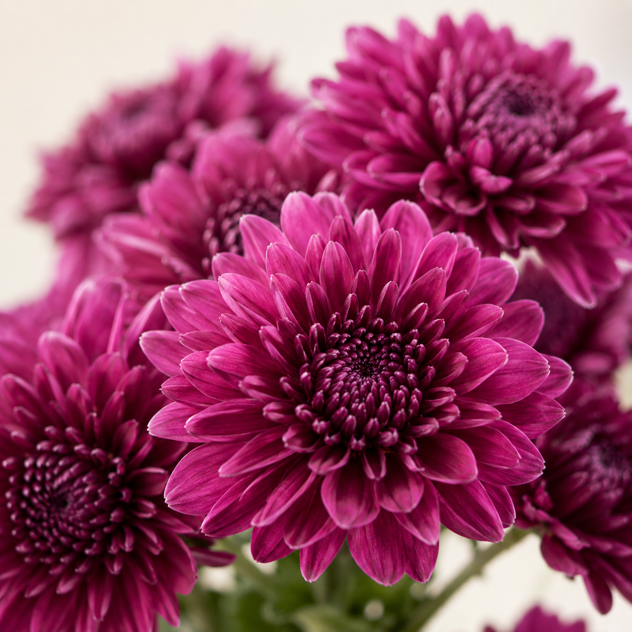 Chrysanthemum Spray | Wholesale Fresh Flowers