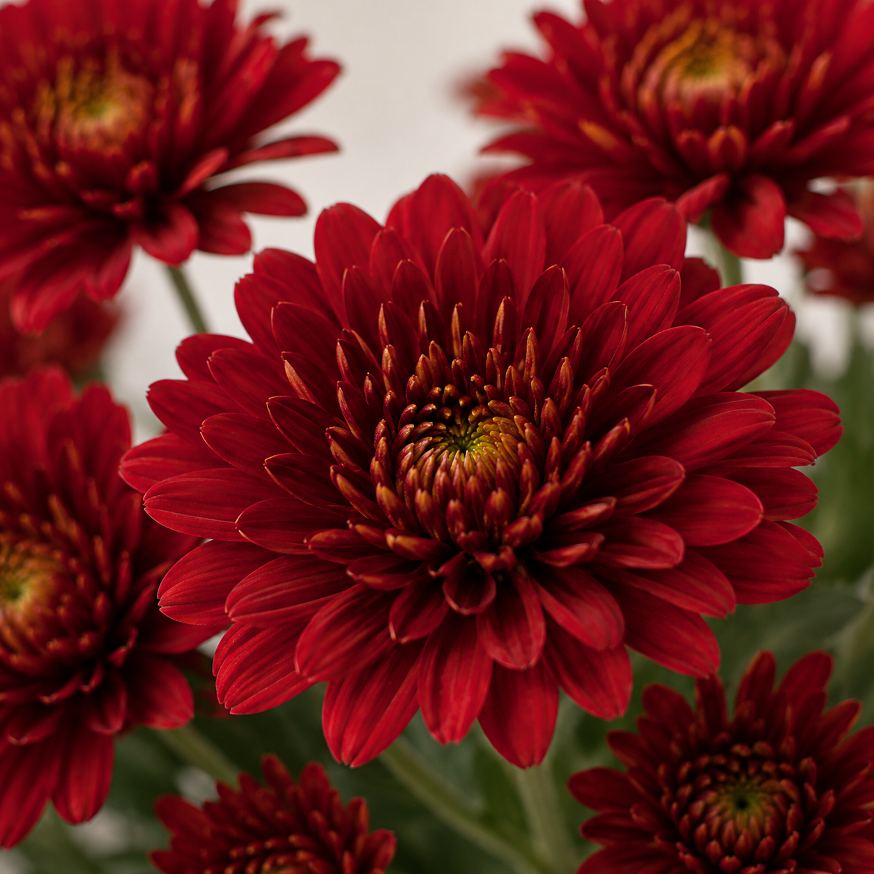 Chrysanthemum Spray | Wholesale Fresh Flowers