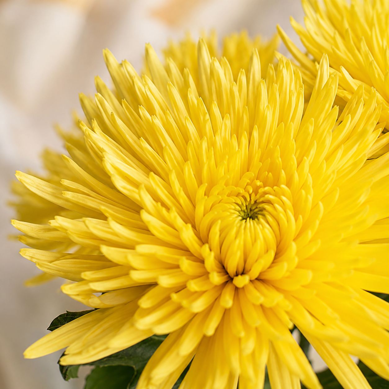 Anastasia | Wholesale Flowers
