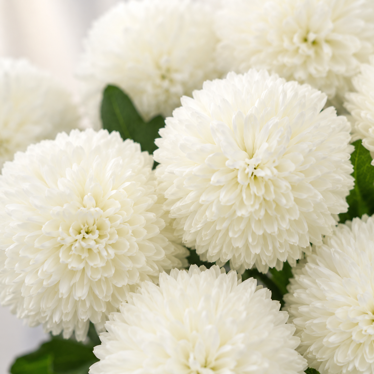 Ping Pong Chrysanthemum | Wholesale Fresh Flowers