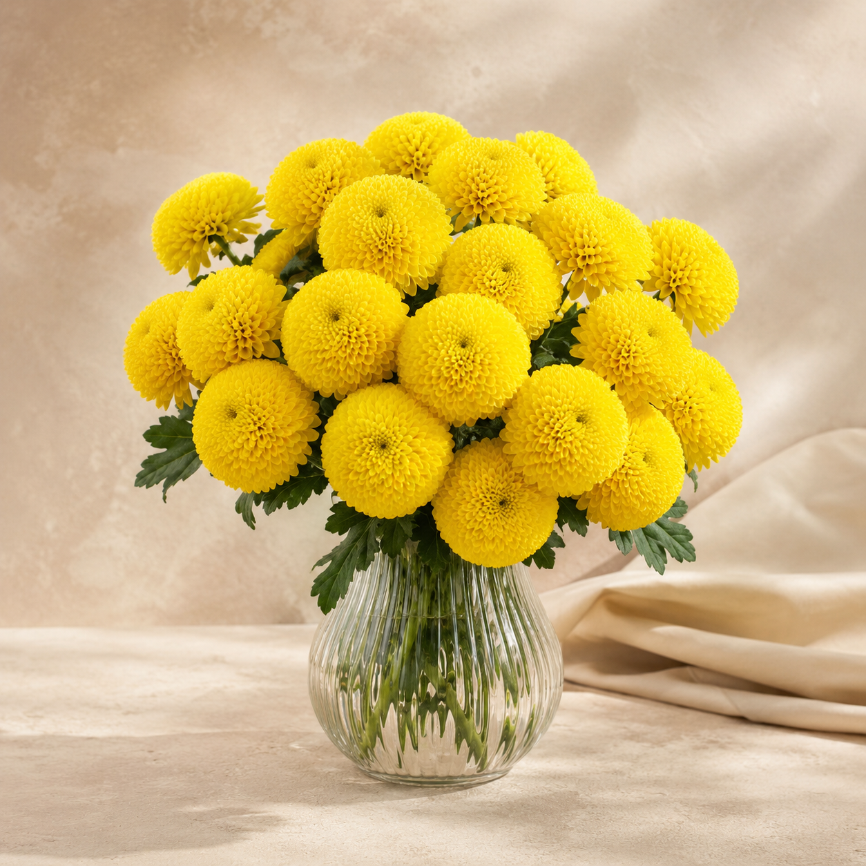 Ping Pong Chrysanthemum | Wholesale Fresh Flowers
